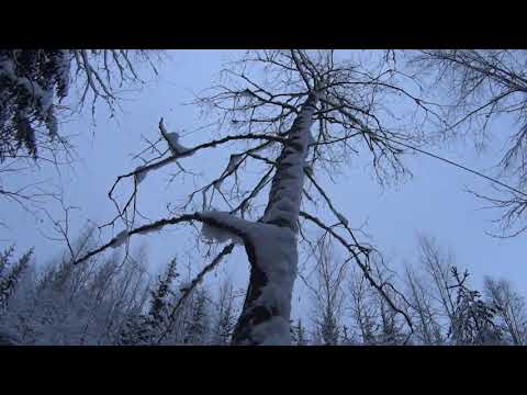 Metsolan Metsäkoulu 124 - Tappajaleppädemo ei täysin onnistu