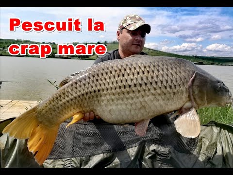 Pescuit la crap mare cu boilies si pop-up