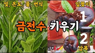 금전수 키우기! 금전수 빛, 온도, 물주기, 번식!! #엉클플랜트 #식물키우기 #공기정화식물