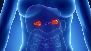 UNIDAD 4 ANATOMIA DE LAS GLANDULAS SUPRARRENALES