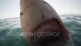 Huge Great White Shark Lunges for Camera in 4K Resolution