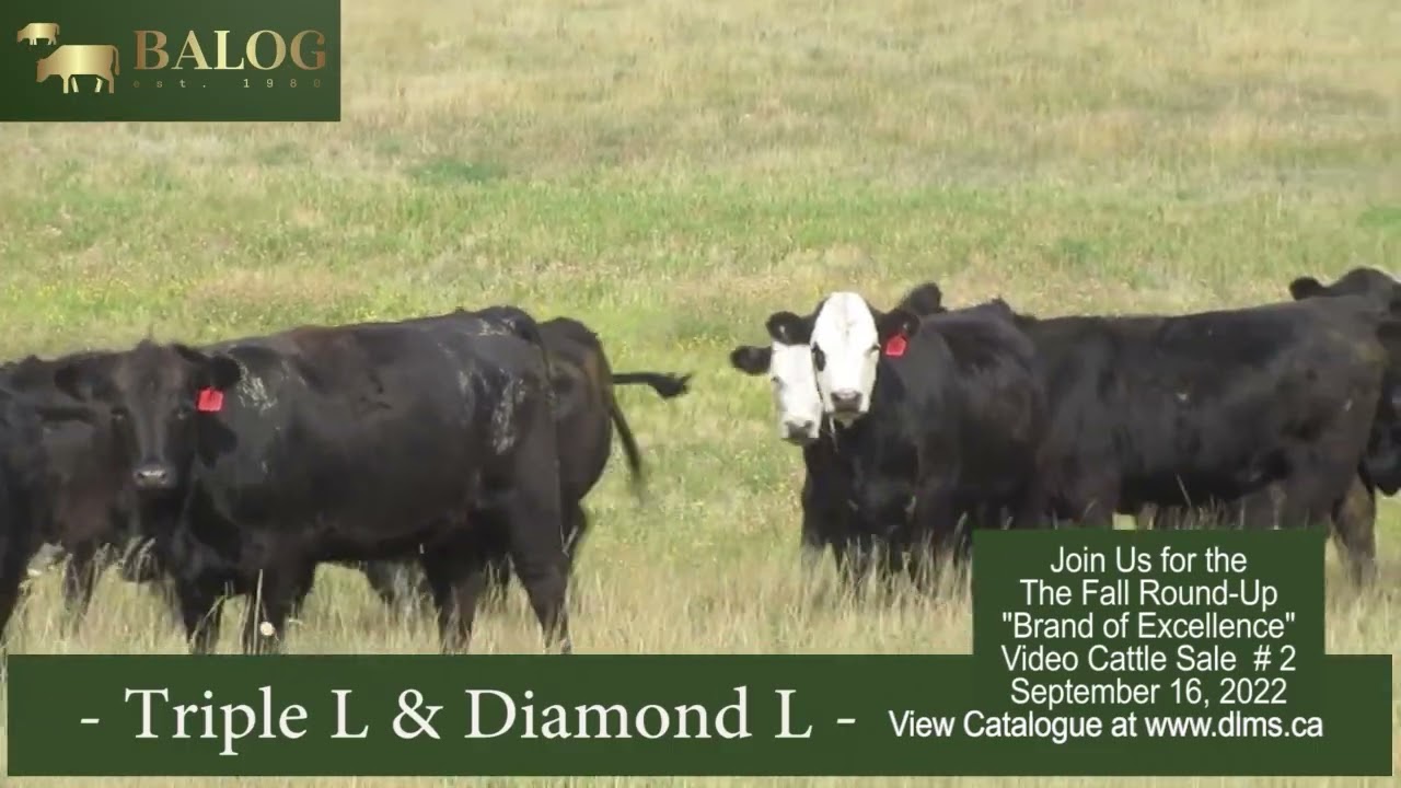 Balog BOE 2022 Sept Sale ALL Videos