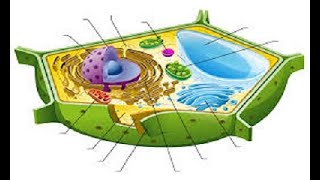 What are Organelles? The Functions of Cell Organelles. Video Lesson and Quiz! MS-LS1-2