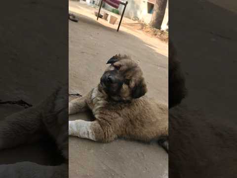 dog||dog video||#shorts #trending #viral #Dilpesh4737