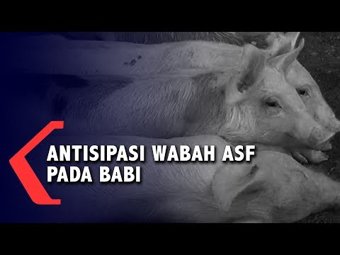 , title : 'ANTISIPASI WABAH ASF PADA BABI'
