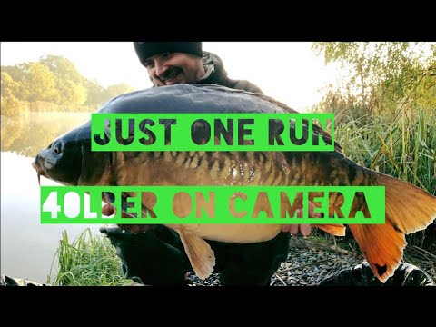 Just one run carp fishing
