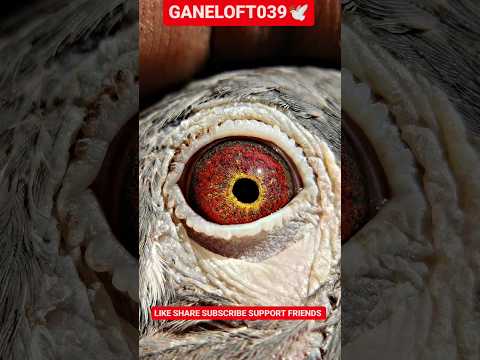 Original red eyes⚡ madrashi kabutar 🔥#shorts#viral#viralshorts#pigeon#kabutar
