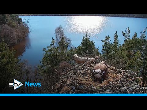Female osprey lays first egg of season at wildlife reserve