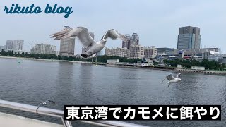 東京湾でカモメに餌やり【ブログpart3】
