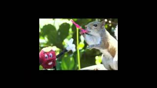 Music video thumbnail preview for Squirrels Love Booty Too by Sloth