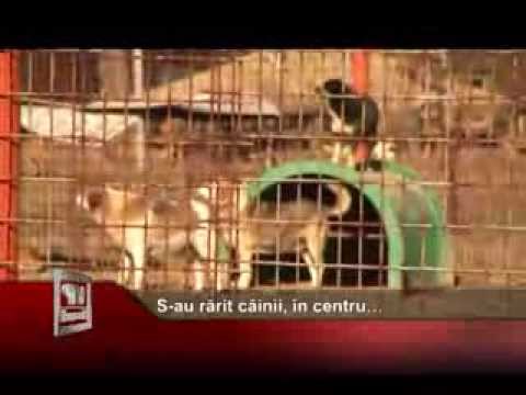 S-au rărit câinii, în centru…