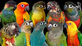 Conures Do Not Forgive Mistakes