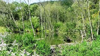 preview picture of video 'Împărăția castorilor - The Kingdom of Beavers (Casin, Harghita, Romania)'