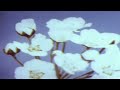 Miraidempa Unslept Loop Extended 1 Hour