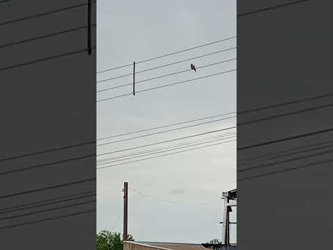 olha como está o tempo aqui em Icaraíma Paraná