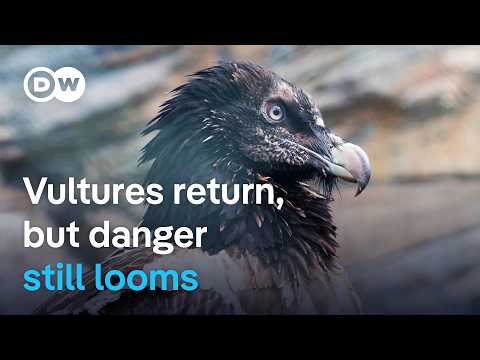 The return of vultures to Europe | DW Documentary