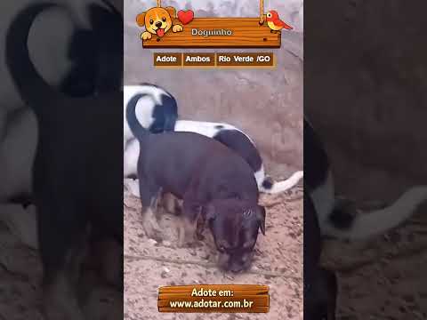 Vídeo de Doguinho