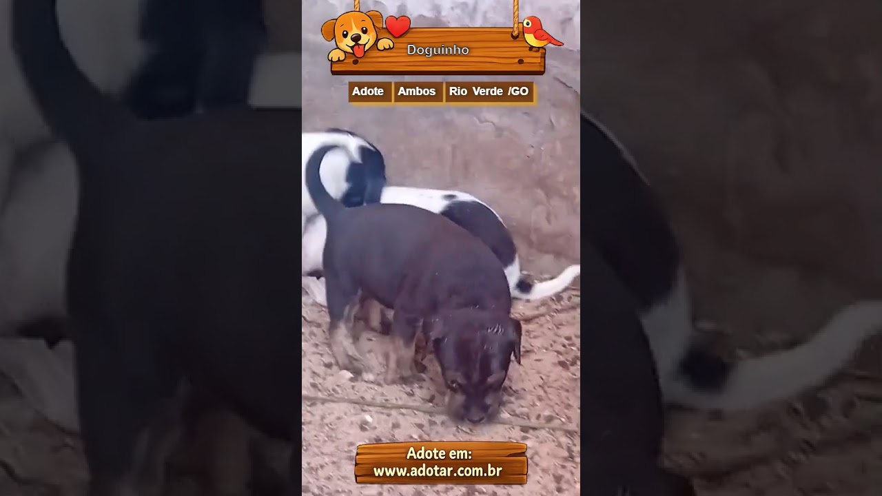 Cachorro raça SRD-ViraLata idade Abaixo de 2 meses nome Doguinho