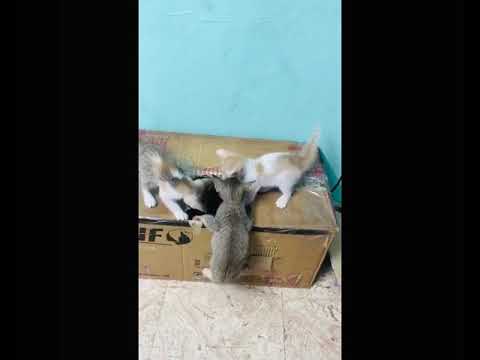 Cat funny video |funny cats|crazy cats|😁