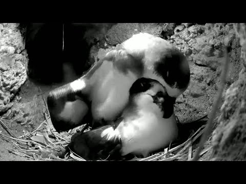 Bermuda Petrels | Male & Female mating and kissing each other | 11.11.2021