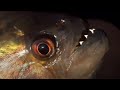 Vicious Piranha Moments BBC Earth