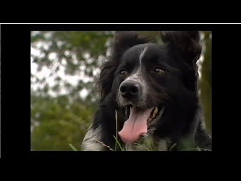 One Man And His Dog - Part Episode