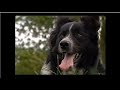 One Man And His Dog Part Episode