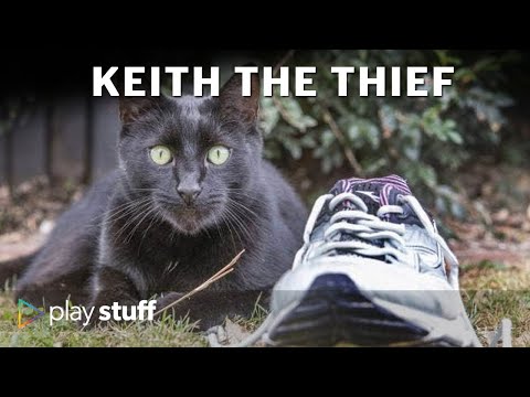Christchurch cat Keith the kleptomaniac's five-year crime spree | Stuff.co.nz