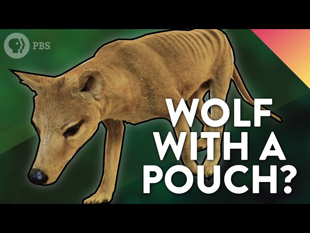 İngilizce'de Thylacine Video Telaffuz