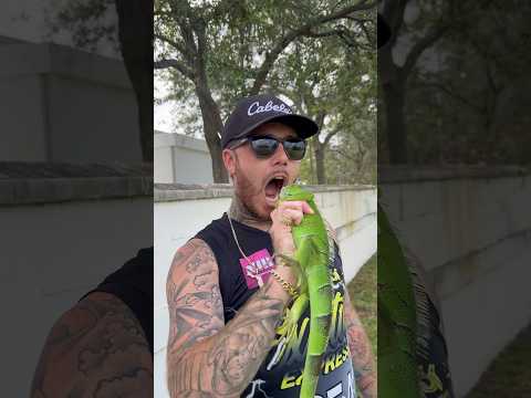 Easy Way To Catch Iguanas By Hand!