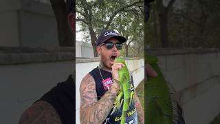 Easy Way To Catch Iguanas By Hand!