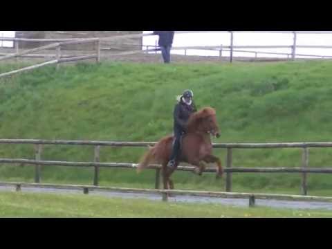 FIZO Kronshof 2016: Ísrún vom Kronshof