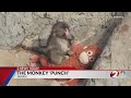 Punch The Monkey Finds Community In Japan