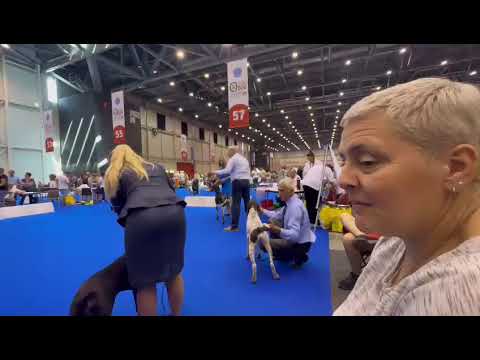 World Dog Show Geneva 25.08.2023 German Kurzhaar- Junior -male