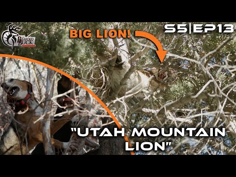 We Hunted Mountain Lions with Dogs in Utah! | The Bearded Buck | Full Episode