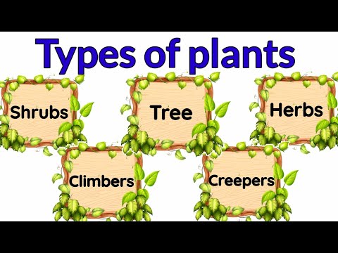 , title : 'Types of plants | Types of plants for kids | herbs | Climbers | Different types of of tree | Shrubs