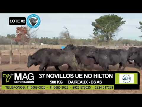 Lote 37 Novillo Exportacion UE NO HILTON en Daireaux, Buenos Aires
