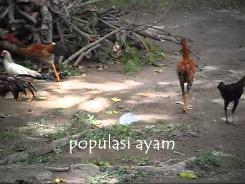 Contoh Ekosistem Buatan - Contoh 193