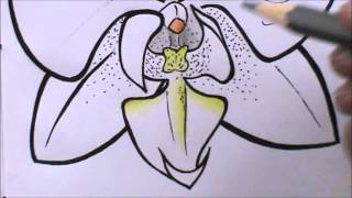 How to Draw an Orchid Step-by-Step