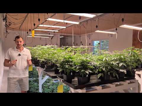 Vitale und kräftige Cannabis Jungpflanzen von DrGreen