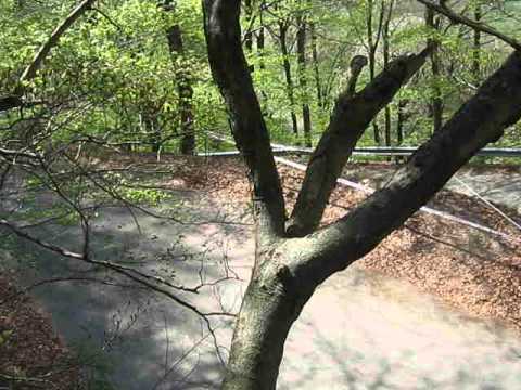 1°rally day 2 laghi 2014 Riccardi-Contini SHOW subaru impreza n4