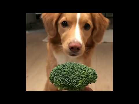 download lagu mp3 mp4 Dog Loves Broccoli, download lagu Dog Loves Broccoli gratis, unduh video klip Dog Loves Broccoli