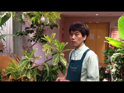 下剤クロトンについて詳しく解説