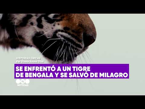Se ENFRENTÓ a un TIGRE DE BENGALA y se SALVÓ de milagro - Historias únicas en #TelefeNoticias