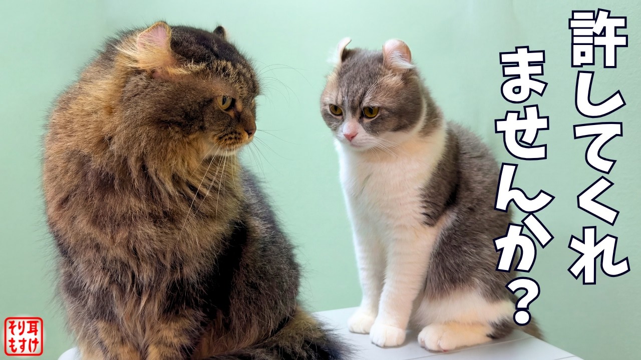 ごめん。母ちゃんがブチ切れた時、空気を読んだ家族の反応が面白すぎるｗ