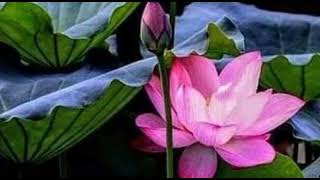 Osho, Con te e senza te - Prima parte