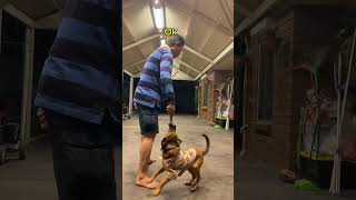 💎I made videos in 5 minutes about Rusty to show you!Rusty is24/7 busy,playing nonstop!