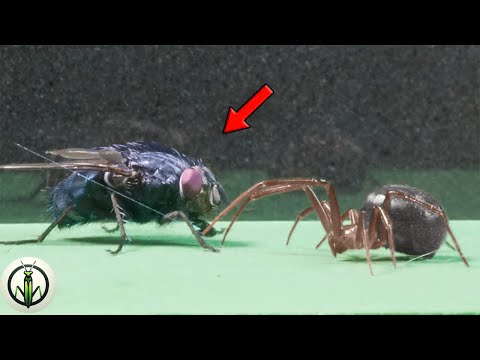 EXTREME Experiment! BODYBUILDER Fly & BLACK WIDOW In an Epic ENCOUNTER