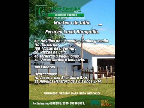 1/7/2025 Blanquillo - Durazno - Feria de vacunos y lanares - Fredy González y Cía Ltda - Diego Prego