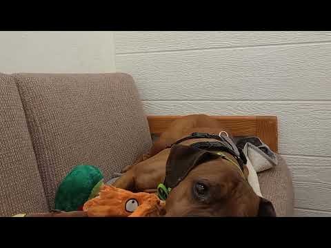 Bro Dale 6y A865547 we ~groove, lotta energy in this lovely guy@TRN, from kennel 200 PACC 151